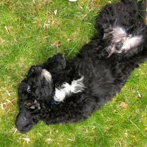 Meet your Posher, Tessa